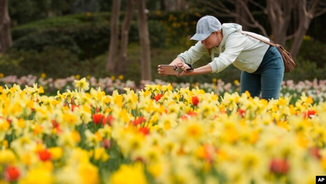 Dori Wright photographs flowers blooming during warm water at the Dallas Arboretum and Botanical Garden in Dallas, Feb. 27, 2024.