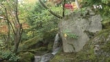 Nature | Seattle Japanese Garden
