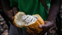 Une année désastreuse pour les producteurs de cacao en Afrique : les éclairages d'Idriss Linge