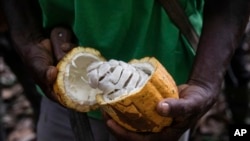 FILE - A farmer opens a cocoa pod in Divo, west-central Ivory Coast, Nov. 19, 2023. About three-quarters of the world's cocoa — the main ingredient in chocolate — are produced on cacao trees in Ghana, Ivory Coast, Nigeria and Cameroon.