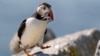 Scientists: Maine’s Puffin Bird Population Is Recovering