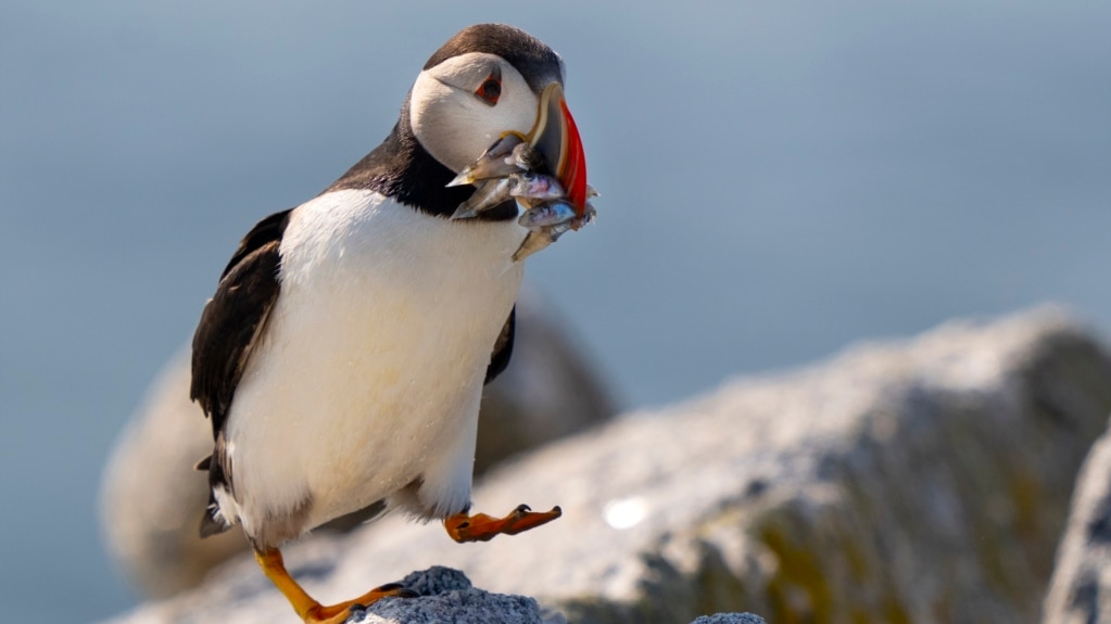 Scientists: Maine’s Puffin Bird Population Is Recovering