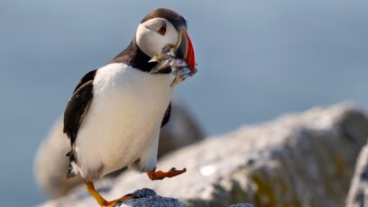 Scientists: Maine’s Puffin Bird Population Is Recovering