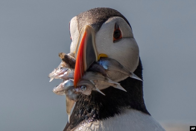 An Atlantic puffin clamps down on baitfish it will feed to a chick on Eastern Egg Rock, Maine, Sunday, Aug. 5, 2023. (AP Photo/Robert F. Bukaty)