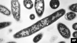 FILE - This 1978 electron microscope image made available by the Centers for Disease Control and Prevention shows Legionella pneumophila bacteria, which are responsible for causing the pneumonic disease Legionnaires' disease. 