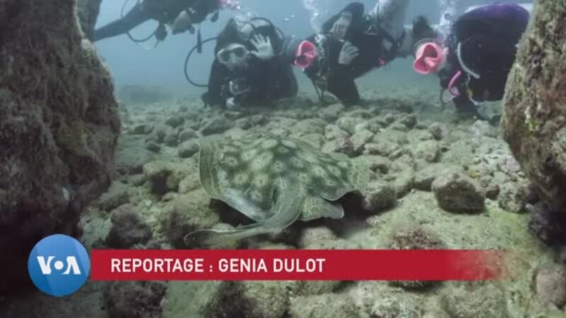 Femmes et plongée : Un regard sur la communauté Scuba Mar Maids au Panama