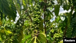Coffee cherries are pictured at Tran Thi Huong's farm in Pleiku, Gia Lai province, Vietnam, June 12, 2024.