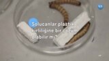 Bu solucanlar plastik kirliliğine bir çözüm olabilir mi? 