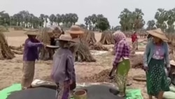 မြန်မာတောင်သူတွေ လိုအပ်နေတဲ့ စိုက်ပျိုးစရိတ်ချေးငွေ 