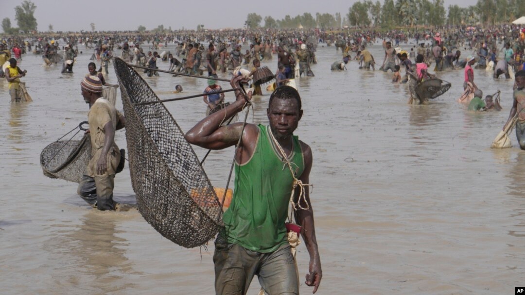 Thousands of fishermen fill a large muddy pond and cast their nets in the southern Mali town of San, June 6, 2024,.