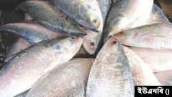 খুলনায় ১৫ বছরে ইলিশের উৎপাদন বেড়েছে ২২ গুণ