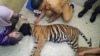 Satu Lagi Harimau Sumatra Mati Terkena Jerat, Aparat Gelar Operasi Pembersihan Jerat&#160;