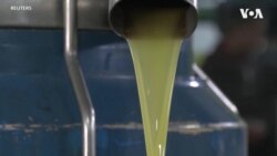 Tunisia's Olive Oil Exporters Lament Missed Opportunities