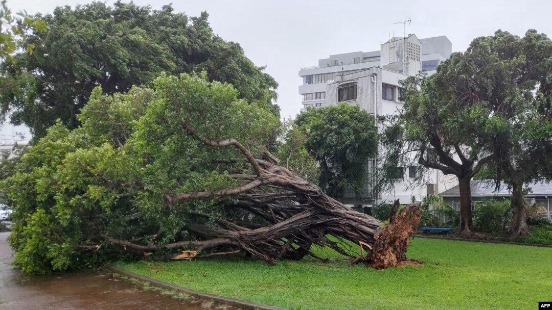 Sebuah pohon tumbang akibat angin kencang yang dipicu oleh Topan Khanun di kota Naha, prefektur Okinawa, 2 Agustus 2023. (JIJI Press / AFP)