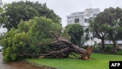 Sebuah pohon tumbang akibat angin kencang yang dipicu oleh Topan Khanun di kota Naha, prefektur Okinawa, 2 Agustus 2023. (JIJI Press / AFP)