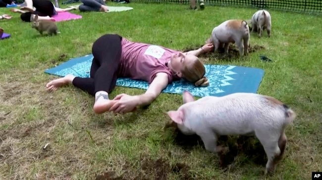 Piglets interact with instructor Ashley Bousquet during yoga class, on Friday, May 17, 2024, in Spencer, Massachusetts. (AP Photo)