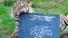 Harimau Sumatra Ikut Hitungan Tahunan di Kebun Binatang London