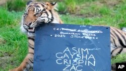 Crispin, seekor harimau Sumatera, mencuri papan kapur penjaga saat inventarisasi di Kebun Binatang ZSL London, di London, Rabu, 3 Januari 2024. (AP/Kirsty Wigglesworth)