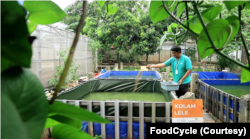 FoodCycle sedang mengembangkan teknologi BSF menjadi bagian dari program integrated urban farming atau konsep pertanian perkotaan terintegrasi. (Foto: Courtesy/FoodCycle)