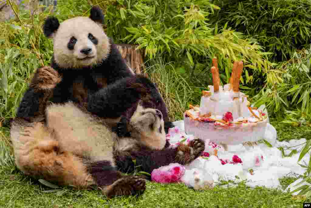 Panda twin cubs Pit and Paule celebrate their 4th birthday at the Zoologischer Garten zoo in Berlin, Germany.