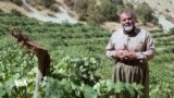 بەرهەمی ترێی یەکێک لە جوتیارە نموونەییەکان لە ناوچەی شارباژێر