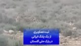 ثبت تصاویری از یک پلنگ ایرانی در پارک ملی گلستان

