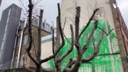 Муралот на Бенкси зазелени дрво во Лондон