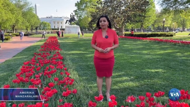 Amerika Manzaralari: Osiyo, Pentagon, dezinformatsiya