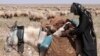 Seorang penggembala Badui Irak menempatkan seekor anak domba di dalam tas yang dibawa keledainya di pinggiran Nahihat Al-Shabaka, provinsi Najaf. (AFP)&nbsp;