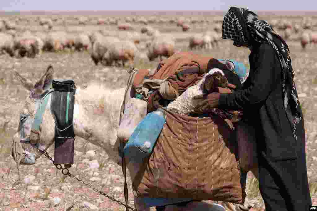 An Iraqi Beduin shepherd places a lamb in a donkey bag in the outskirts of Nahihat Al-Shabaka in the Najaf governorate.
