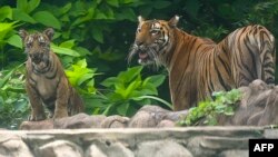 বন্যা, জলোচ্ছ্বাস ও প্রাকৃতিক ‍দুর্যোগের সময় যাতে বাঘগুলো আশ্রয় নিতে পারে, এজন্য সুন্দরবনের অভ্যন্তরে ১২টি উঁচু টিলা তৈরি করা হবে। 