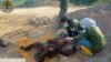 Tim Unit Penyelamatan Satwa Liar (WRU) Tenggarong dari Balai Konservasi Sumber Daya Alam (BKSDA) Kalimantan Timur mengevakuasi orang utan yang tersesat di jalan raya utama Bengalon, Kutai Timur, Kalimantan Timur, pada 8 Oktober 2023. (Foto: KLHK)
