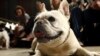 French Bulldog Becomes US Top Dog