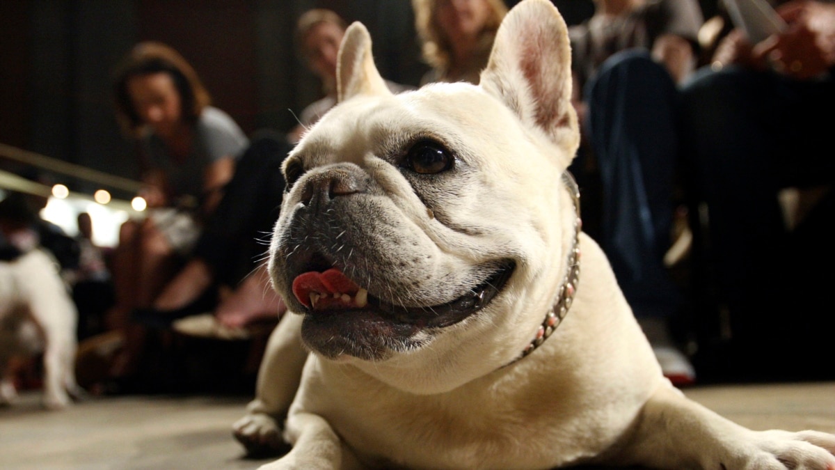 French Bulldog Becomes US Top Dog