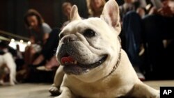 FILE - Lola, a French bulldog, lies on the floor prior to the start of a St. Francis Day service at the Cathedral of St. John the Divine, Oct. 7, 2007, in New York. (AP Photo/Tina Fineberg, File)