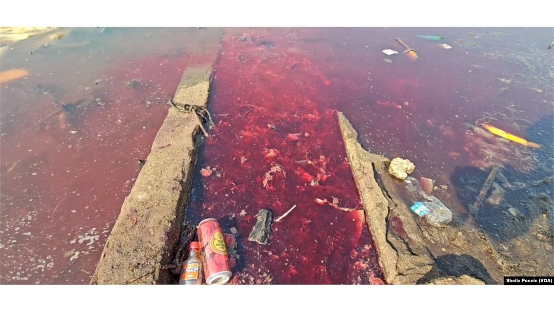 Animal blood flows from a slaughterhouse to the Nile River, where it mixes with other waste, in Bor, Jonglei State, South Sudan.