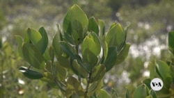 Mangrove planting in Pakistan yields return 