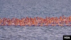 Laguna e Nartës në Vlorë