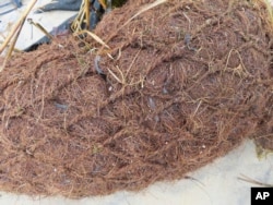 A close-up of a log of coconut husk known as coir is shown along the bank of the Shark River in Neptune, N.J., Jan. 31, 2023. (AP Photo/Wayne Parry)