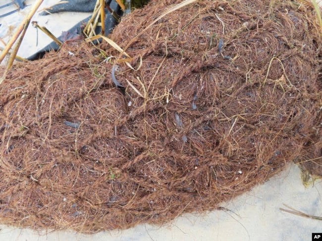 A close-up of a log of coconut husk known as coir is shown along the bank of the Shark River in Neptune, N.J., Jan. 31, 2023. (AP Photo/Wayne Parry)