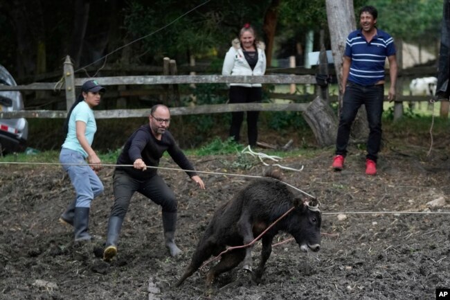 Miguel Aparicio, second left, ropes in a Spanish Fighting Bull calf after it arrived at his farm animal shelter in La Calera, Colombia, Thursday, Feb. 16, 2023. (AP Photo/Fernando Vergara)