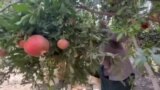 
جوتیارانی هەڕێم هۆشداری دەدەن لەهەوڵەکان بۆ لەناوبردنی هەزاران داری بەردار
