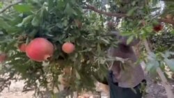 
جوتیارانی هەڕێم هۆشداری دەدەن لەهەوڵەکان بۆ لەناوبردنی هەزاران داری بەردار
