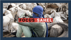 Focus Sahel, épisode 23 : la problématique du vol de bétail au Sahel