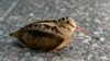 FILE - An American woodcock sits on a sidewalk on K Street in Washington, D.C., on April 17, 2013. In an effort to create habitat for the bird in 2023, a division of the New Jersey Department of Environmental Protection ended up destroying the habitat of two other birds.