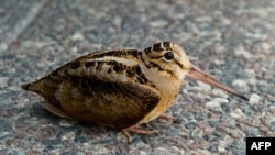 FILE - An American woodcock sits on a sidewalk on K Street in Washington, D.C., on April 17, 2013. In an effort to create habitat for the bird in 2023, a division of the New Jersey Department of Environmental Protection ended up destroying the habitat of two other birds.