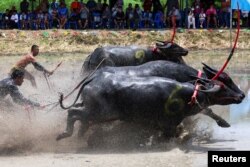 Festival balap kerbau tahunan Chonburi, provinsi Chonburi, Thailand, 6 Agustus 2023. (REUTERS/Athit Perawongmetha)