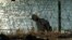 A migrant who crossed the Rio Grande from Mexico to the US seeks a way to pass through concertina wire, Sept. 22, 2023, in Eagle Pass, Texas. 