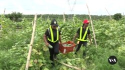 Lagos food bank works with Nigerian farmers to address acute hunger