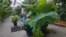 Nature | Botanic Garden